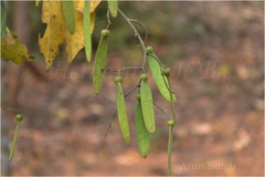 Ventilago denticulata